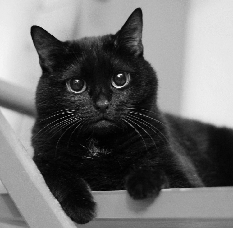 Shades of black - cat, Black, Longpost