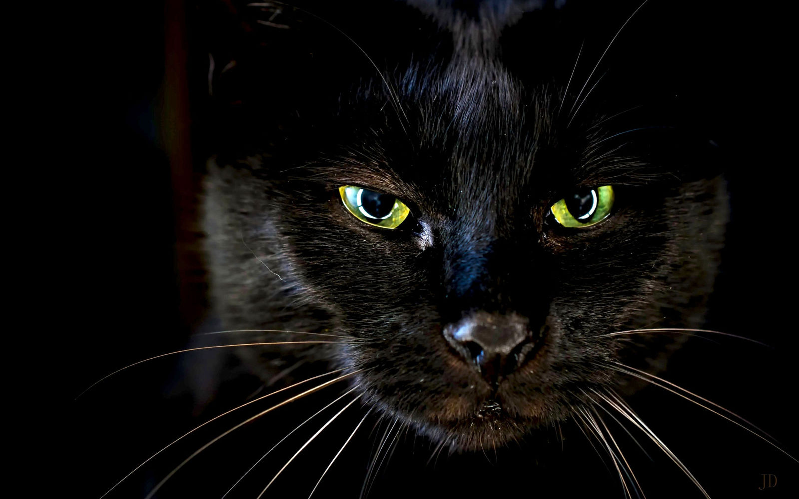 Shades of black - cat, Black, Longpost