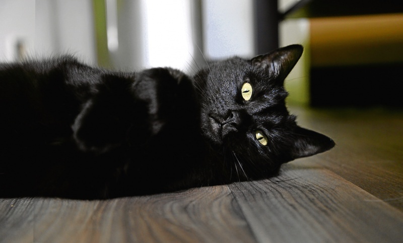 Shades of black - cat, Black, Longpost