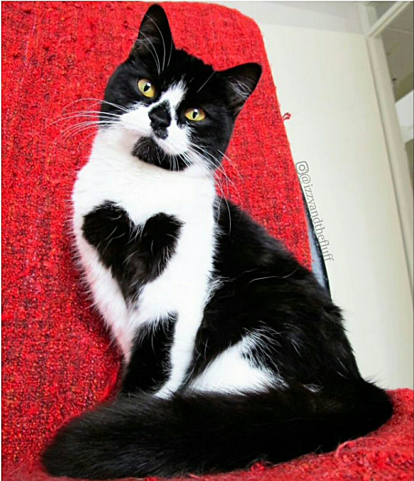 Loving kitty Zoe, who already has more than 200 thousand followers on Instagram! - cat, Heart, Instagram