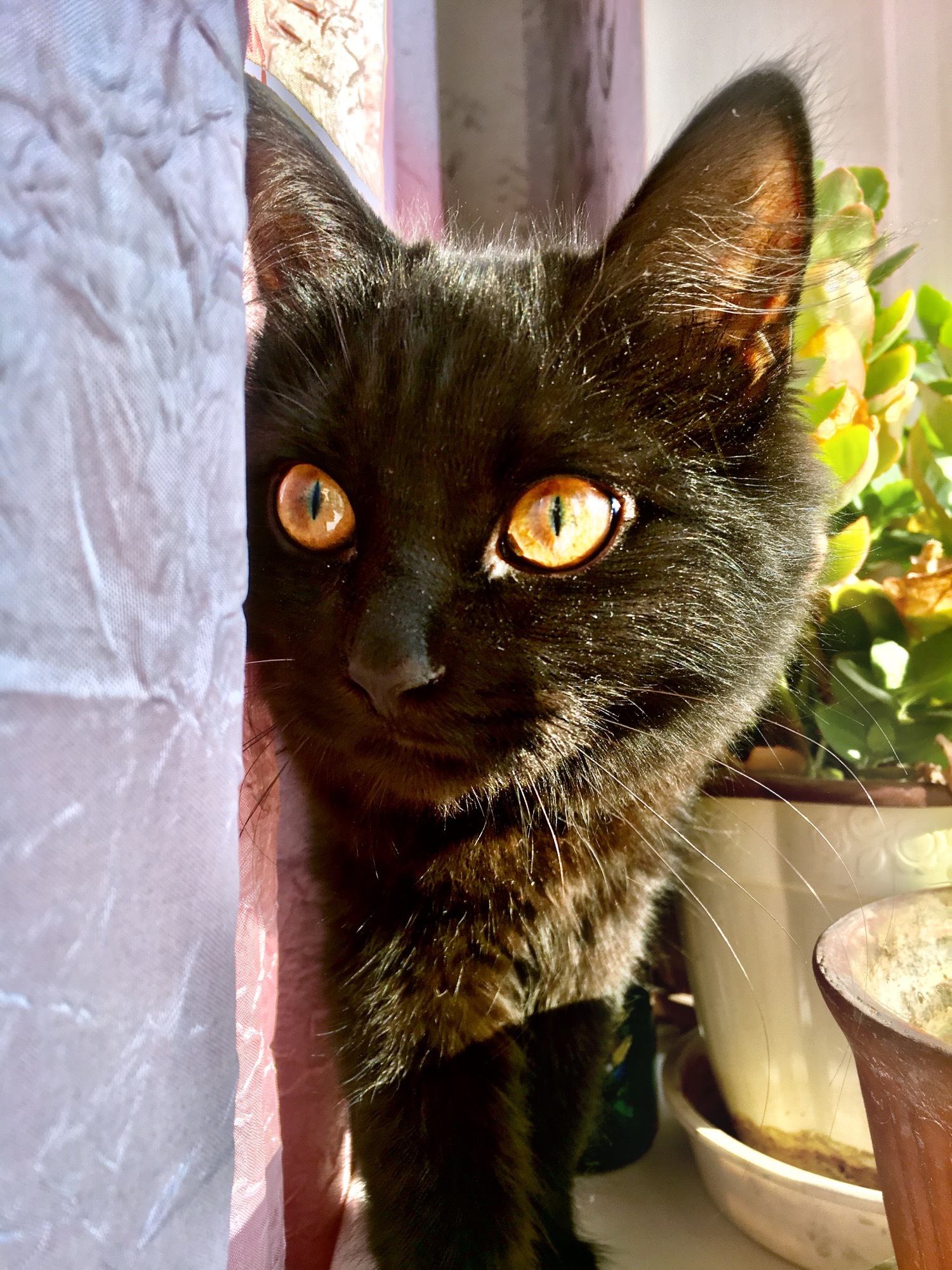 About cats and kindness - My, My, Black cat, Catomafia, Longpost, cat