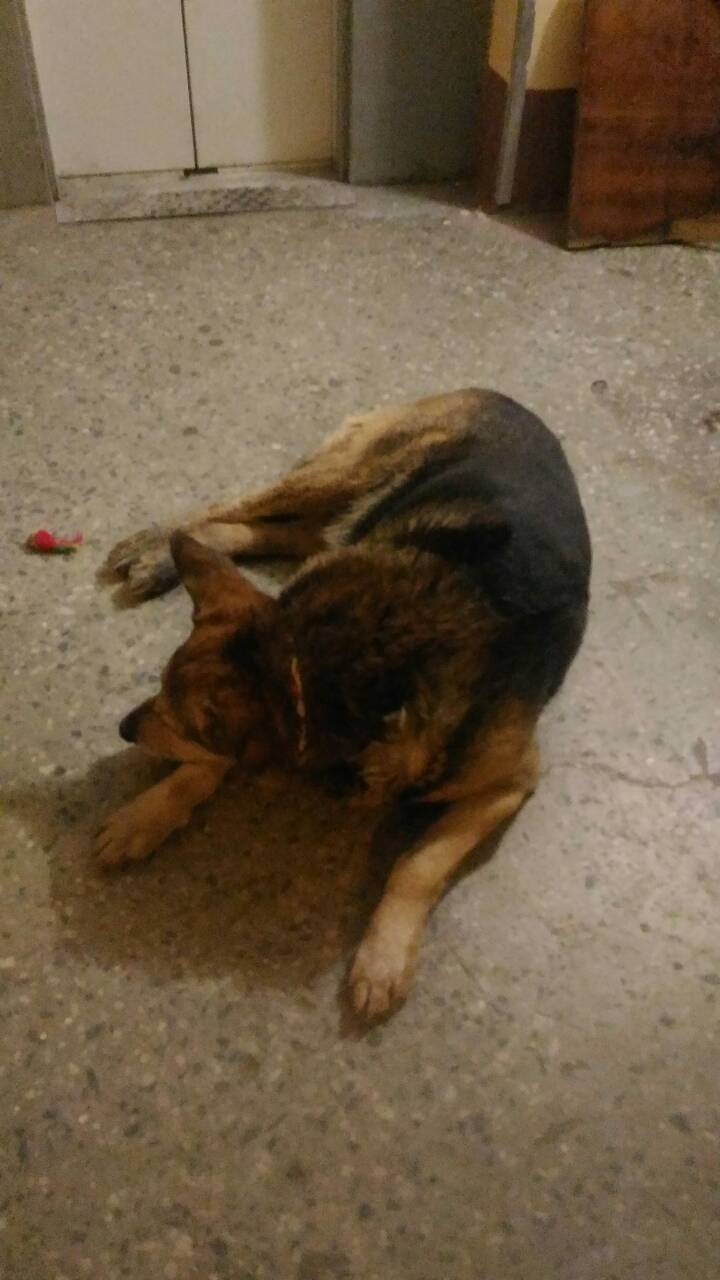 Found dog SPB! - My, Dog, Found a dog, Saint Petersburg, Lost, Longpost