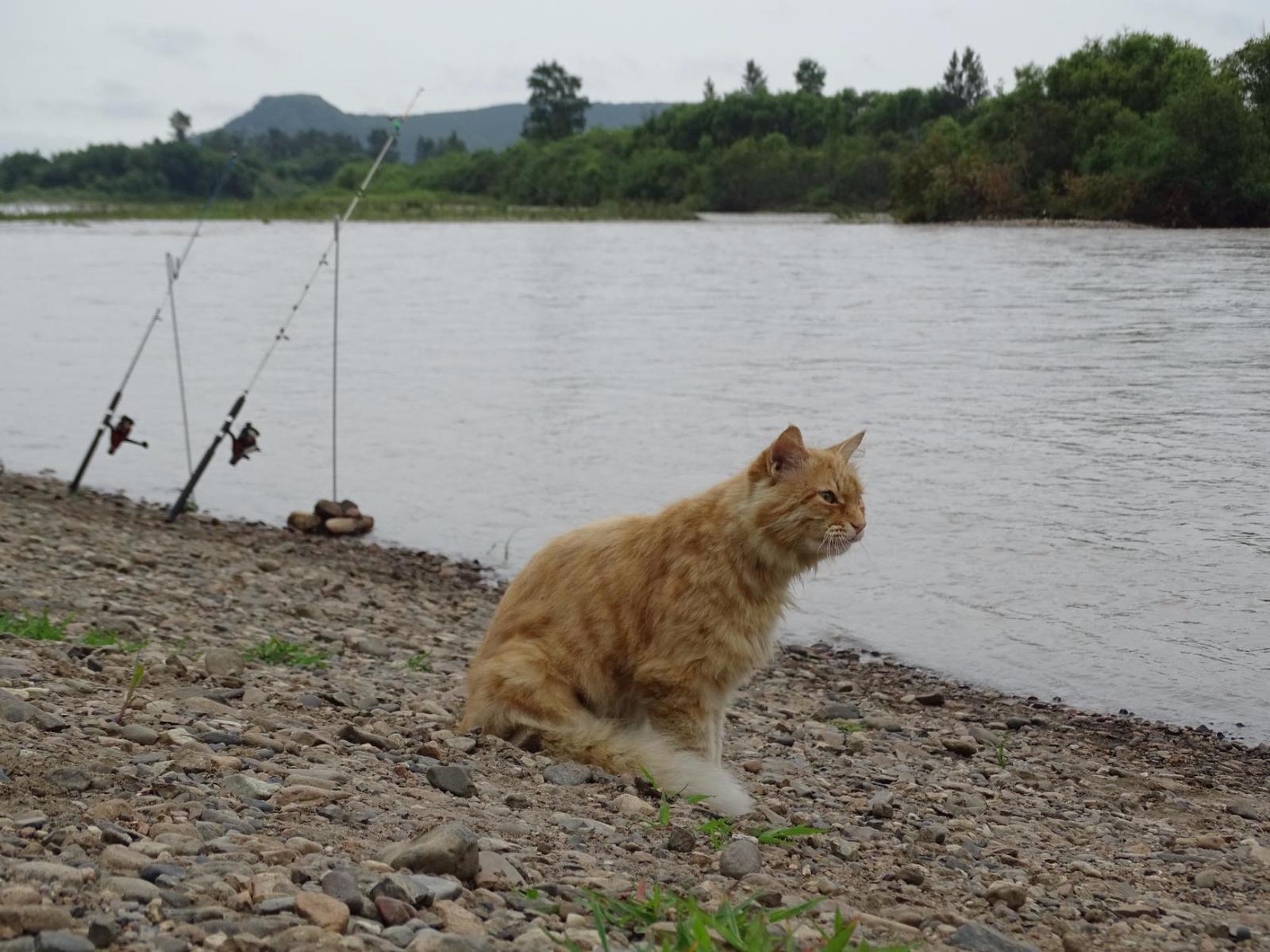 Watching the fishermen. - My, cat, Primorsky Krai, Oktyabrsky District, Razdolnaya River, Pokrovka, Longpost