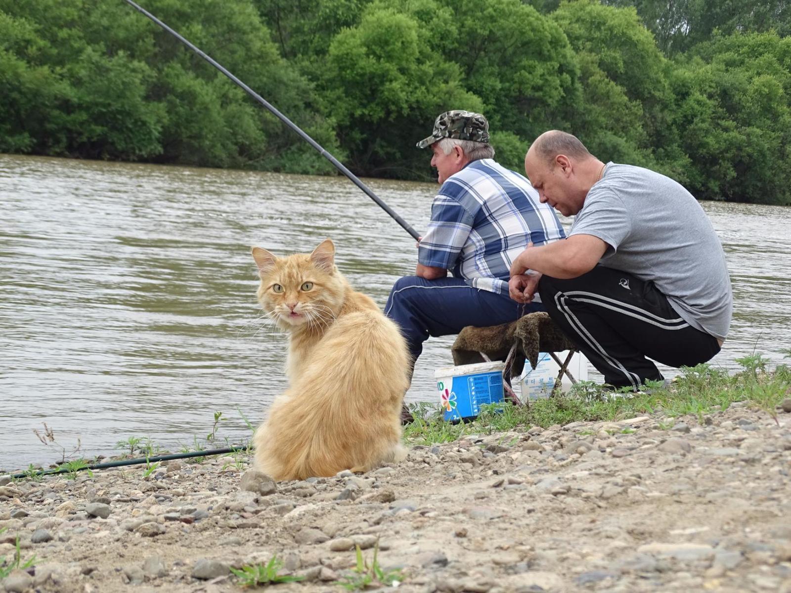 Watching the fishermen. - My, cat, Primorsky Krai, Oktyabrsky District, Razdolnaya River, Pokrovka, Longpost