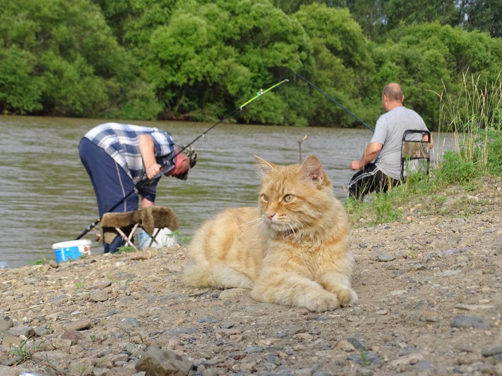 Watching the fishermen. - My, cat, Primorsky Krai, Oktyabrsky District, Razdolnaya River, Pokrovka, Longpost