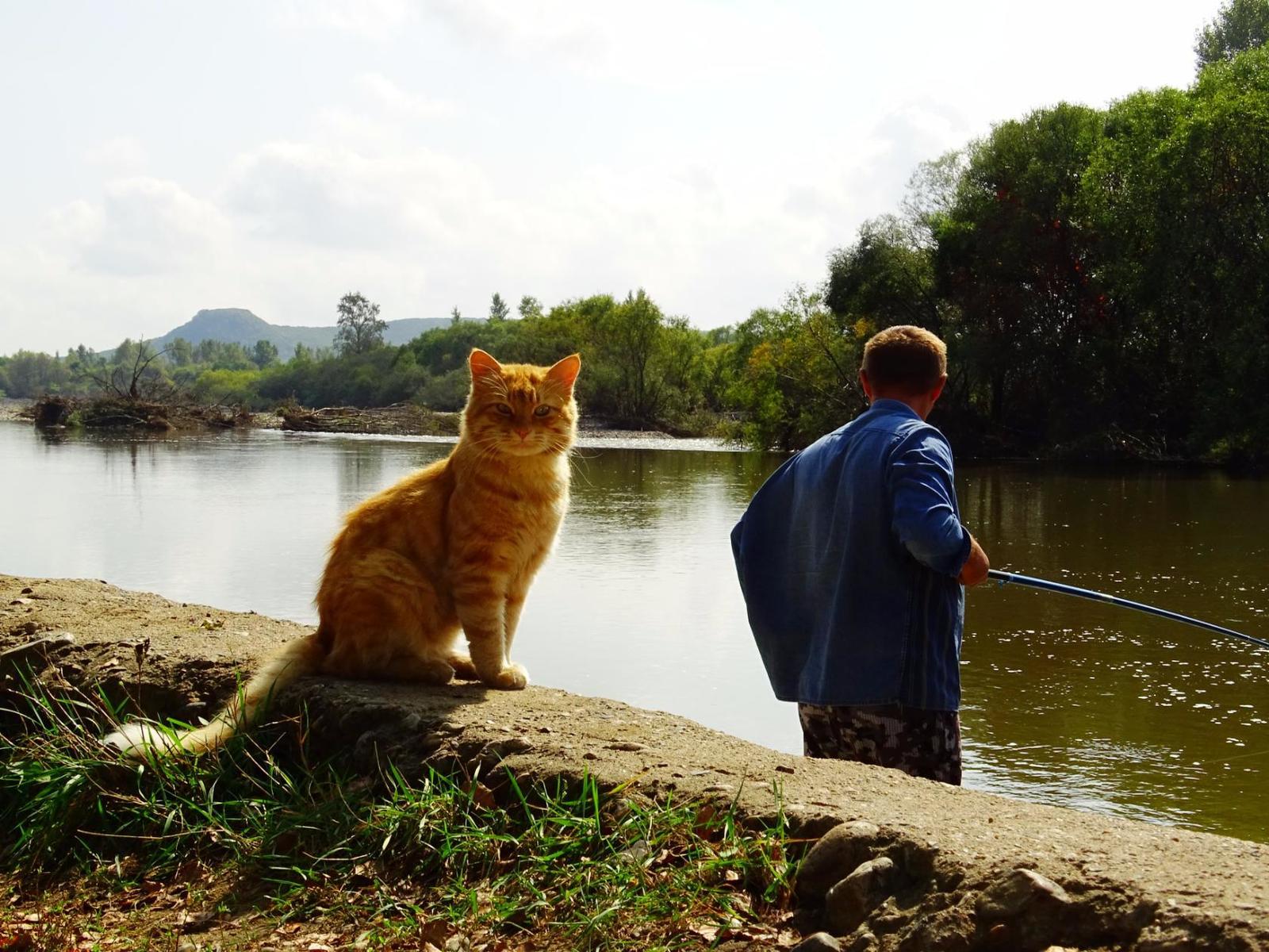 Watching the fishermen. - My, cat, Primorsky Krai, Oktyabrsky District, Razdolnaya River, Pokrovka, Longpost