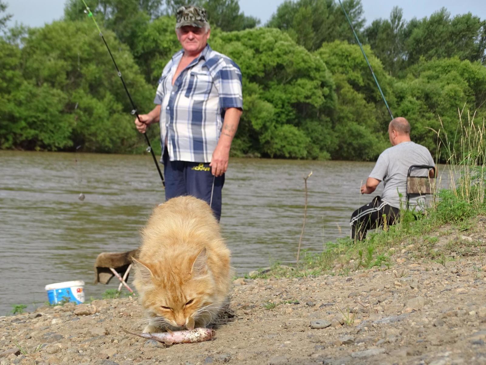 Watching the fishermen. - My, cat, Primorsky Krai, Oktyabrsky District, Razdolnaya River, Pokrovka, Longpost