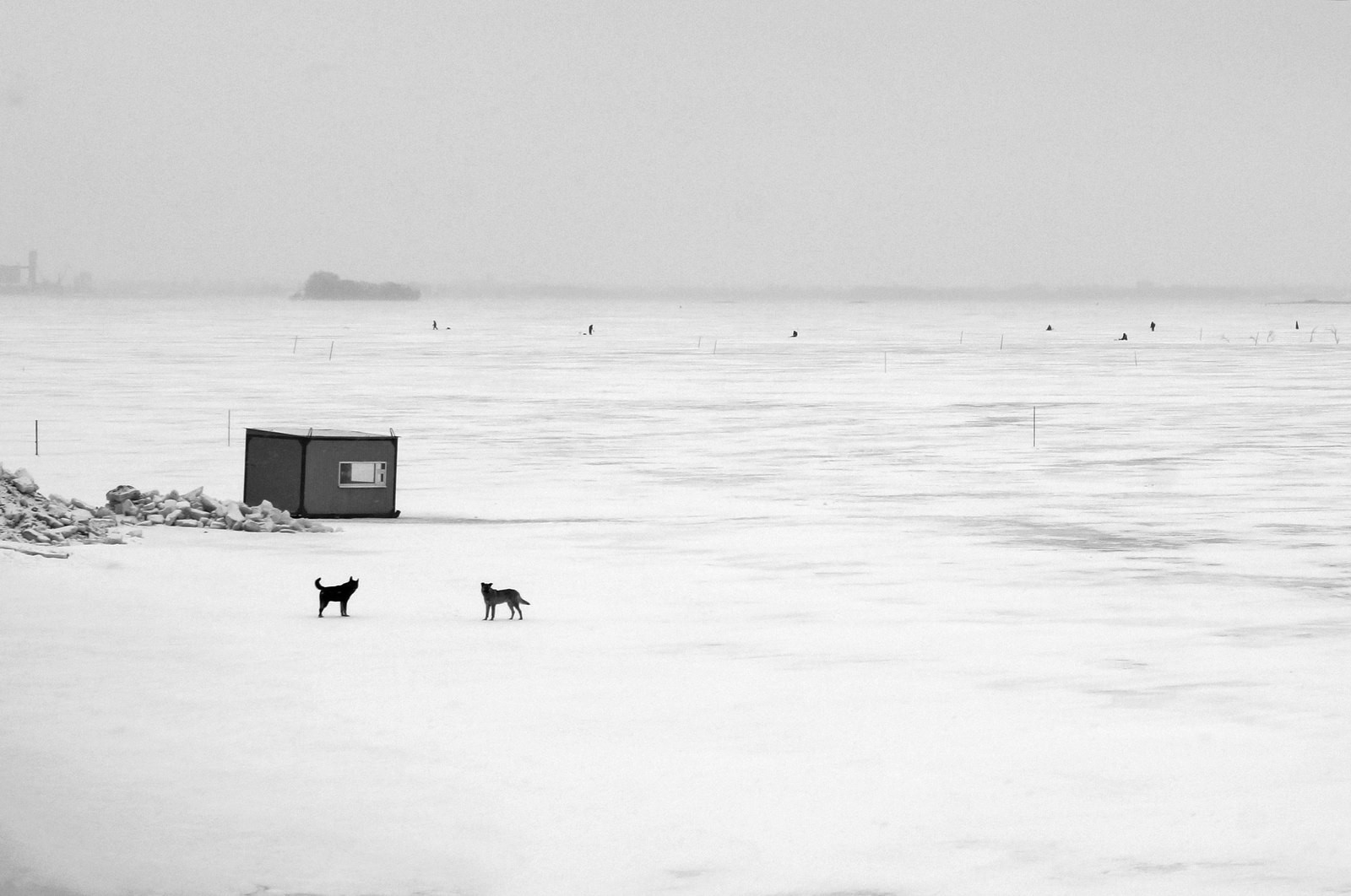 Minimalism. - My, The photo, Minimalism, Russia, Dogs and people