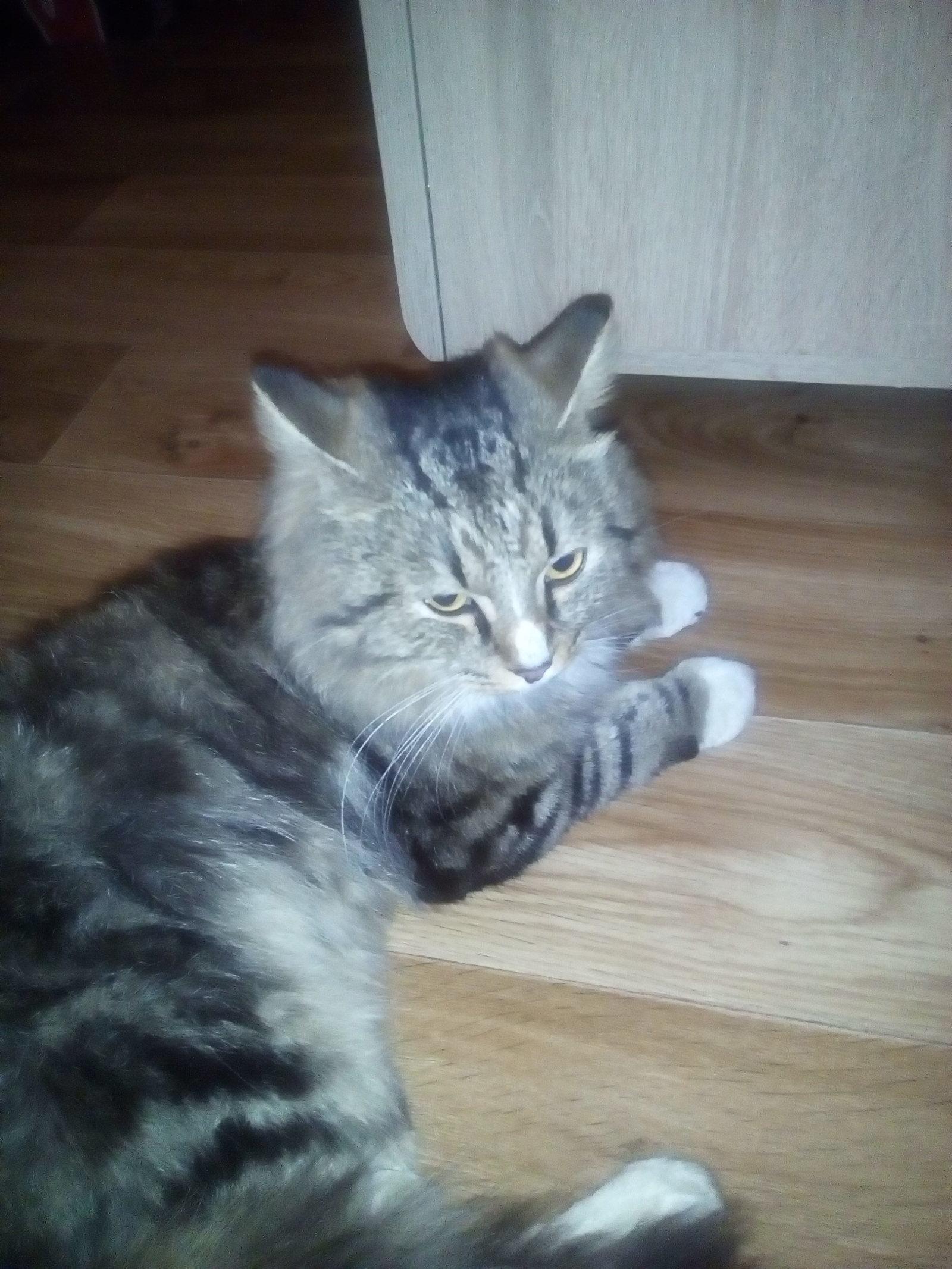 The cat is looking for a home - My, cat, Kemerovo, Longpost, I will give