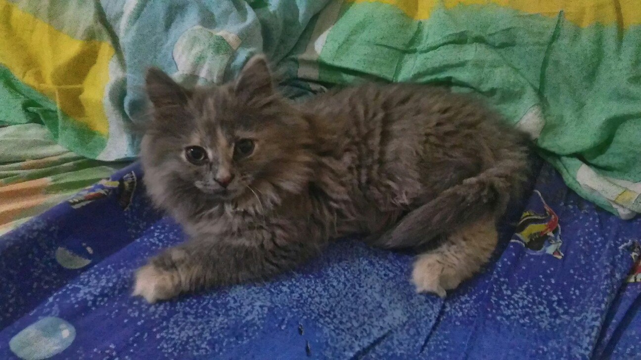 Kitten is looking for a home, Chelyabinsk - cat, In good hands, Siberian cat, Help, Helping animals