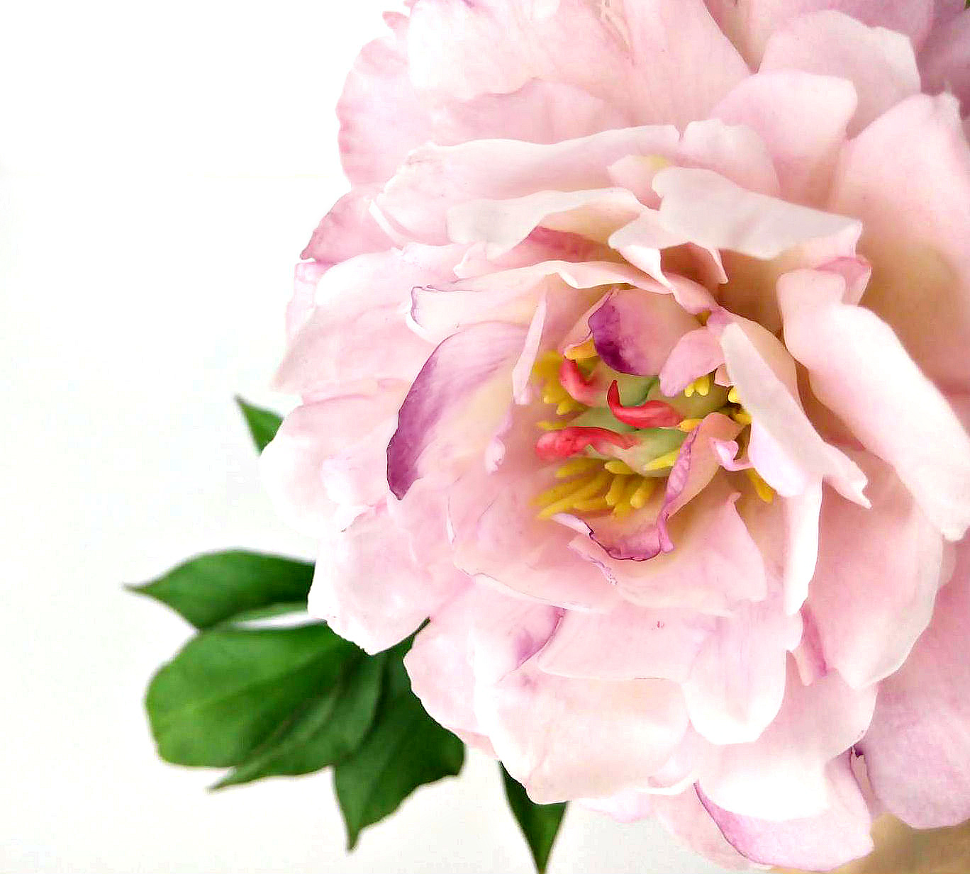 Peony handmade + a little photo of the process - My, Needlework with process, Polymer clay, Cold porcelain, Flowers, , With your own hands, Longpost