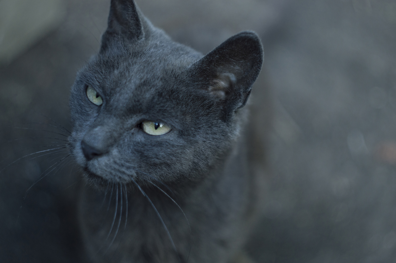 Kytsia - My, The photo, cat, , Grey