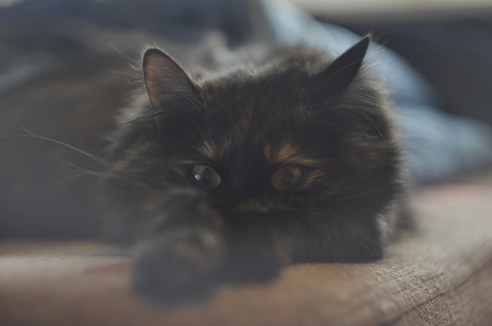 Attempt at writing - Longpost, cat, Helios 44m, I want criticism, Beginning photographer, Tricolor cat, Nikkor 50mm, Helios 44m