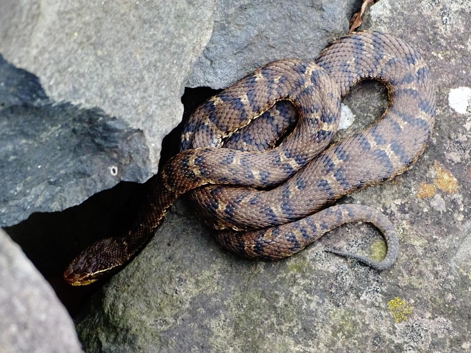 My encounters with poisonous snakes, on Senka's hat. - My, Дальний Восток, Primorsky Krai, Poisonous animals, Oktyabrsky District, Senkina hat, Longpost, Video