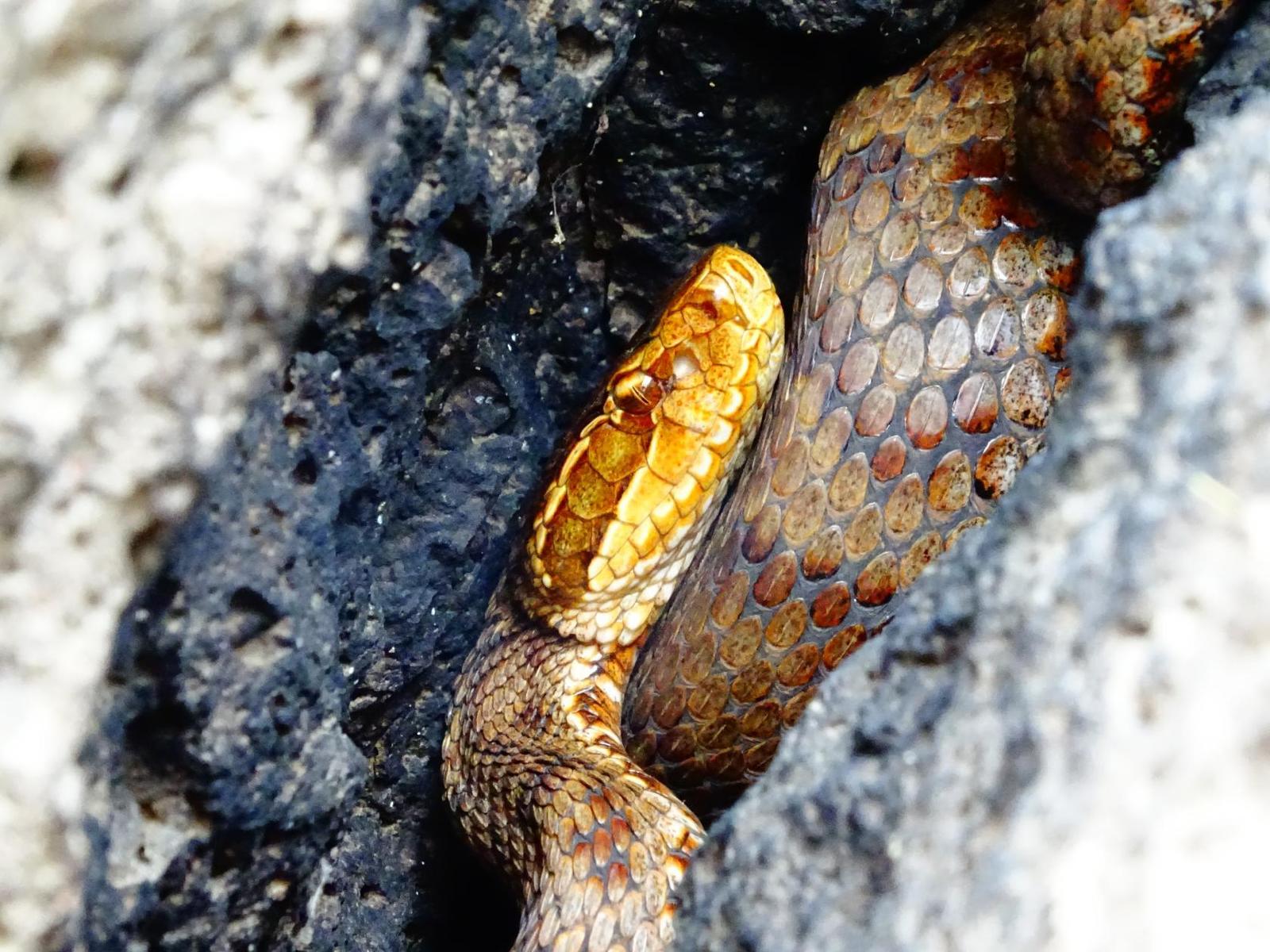 My encounters with poisonous snakes, on Senka's hat. - My, Дальний Восток, Primorsky Krai, Poisonous animals, Oktyabrsky District, Senkina hat, Longpost, Video