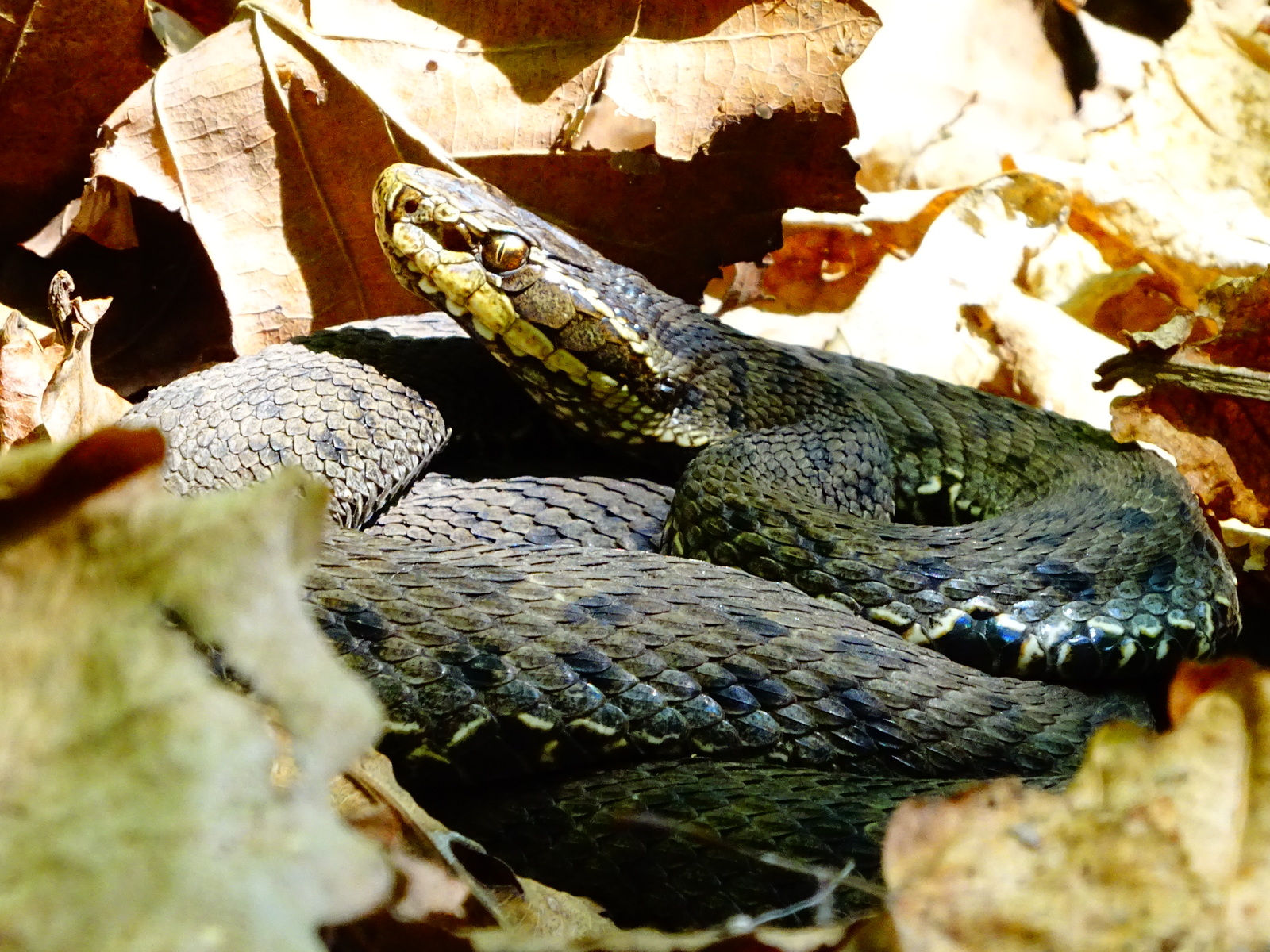 My encounters with poisonous snakes, on Senka's hat. - My, Дальний Восток, Primorsky Krai, Poisonous animals, Oktyabrsky District, Senkina hat, Longpost, Video