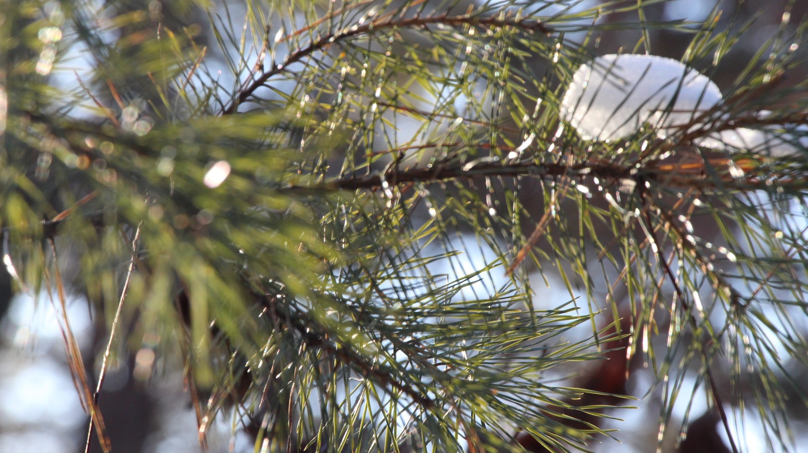 Winter forest - My, The photo, Nature, Forest