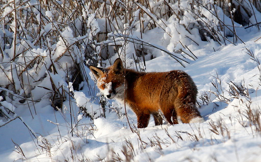 In the Krasnoyarsk Territory may introduce quarantine due to rabies - Krasnoyarsk, Quarantine, Rabies