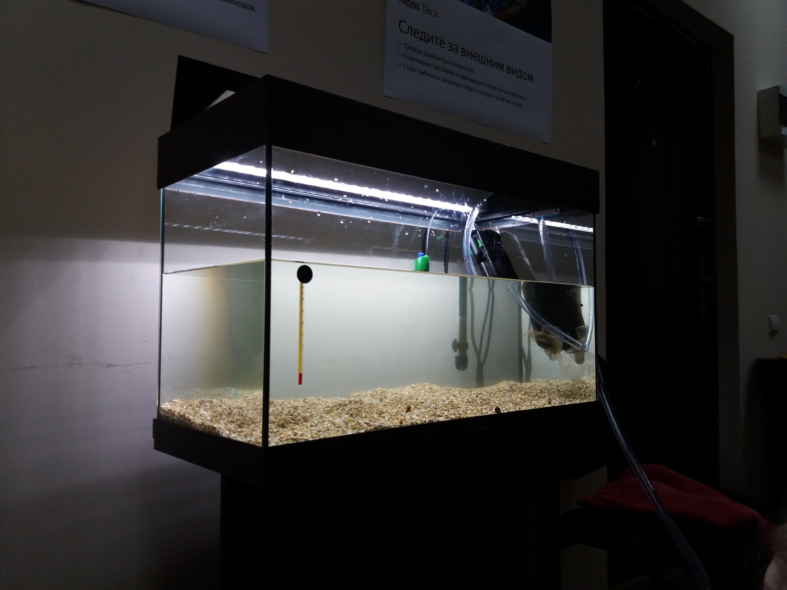 Moving the aquarium to 80 liters. - My, Aquarium, , Aquarium fish, Longpost