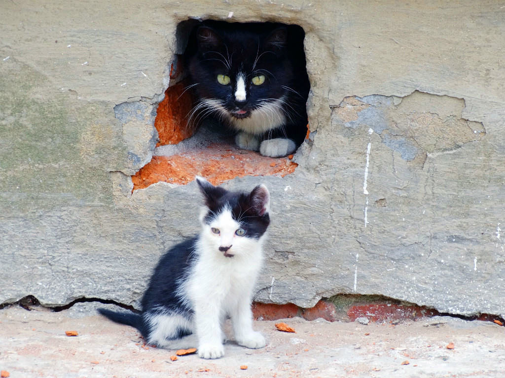 Дворовые котята, под присмотром, - Моё, Кот, Дворовые, Присмотр, Приморский край, Октябрьский район, Покровка, Длиннопост