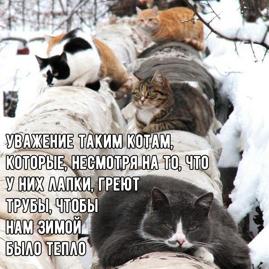 Respect!!! - cat, Animals, Heating