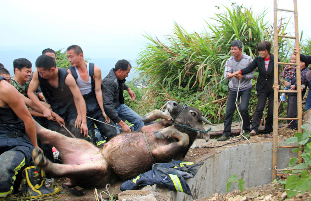 They got stuck in the most unexpected places - Stuck, The rescue, Animals, Why, Don't Climb, Longpost