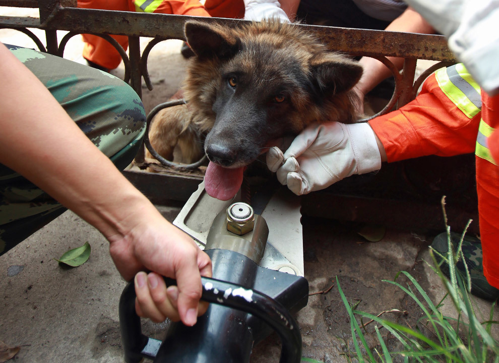 They got stuck in the most unexpected places - Stuck, The rescue, Animals, Why, Don't Climb, Longpost