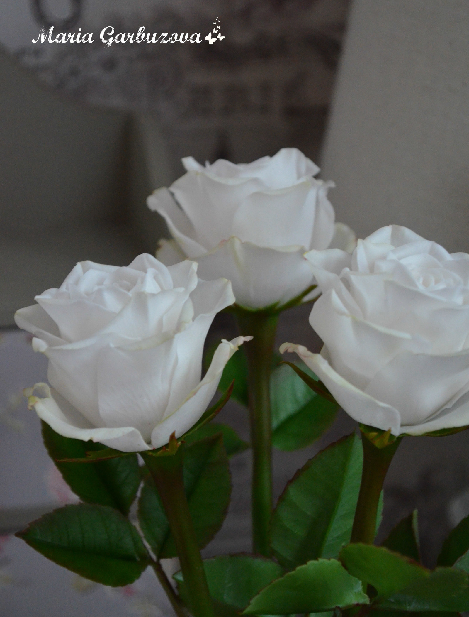 Cold porcelain handmade roses - My, Cold porcelain, With your own hands, Longpost