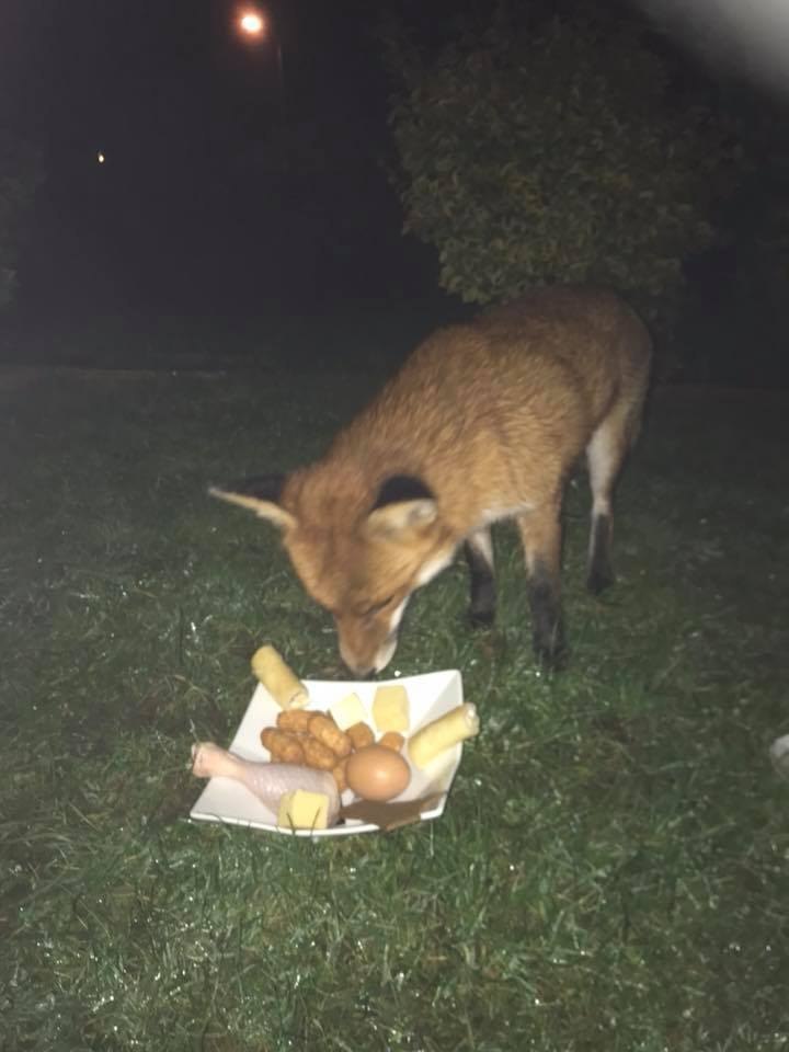 fox dinner - Animals, Fox, , , Longpost