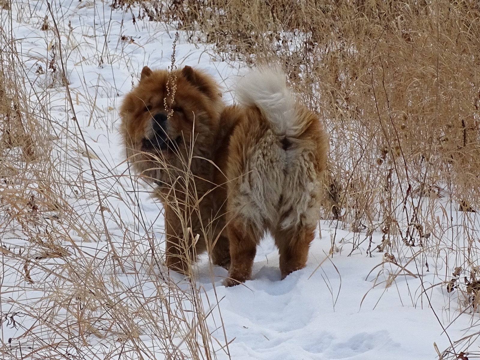 Chow - chow Fedor - a traveler. - My, Dog, Chow Chow, Дальний Восток, Primorsky Krai, , Hike, Longpost