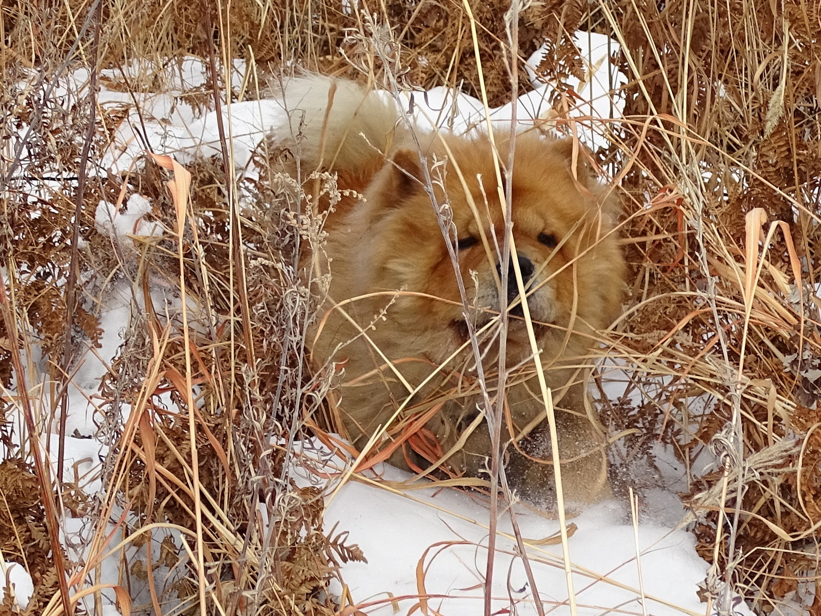 Chow - chow Fedor - a traveler. - My, Dog, Chow Chow, Дальний Восток, Primorsky Krai, , Hike, Longpost