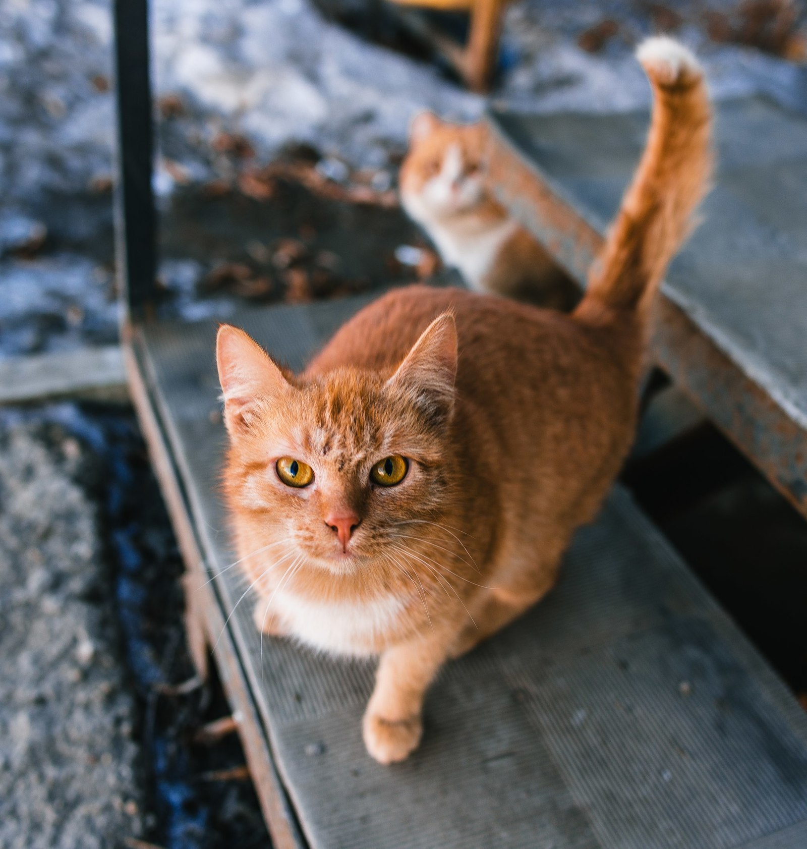 street - My, cat, The photo, Nikon, Canon, Longpost