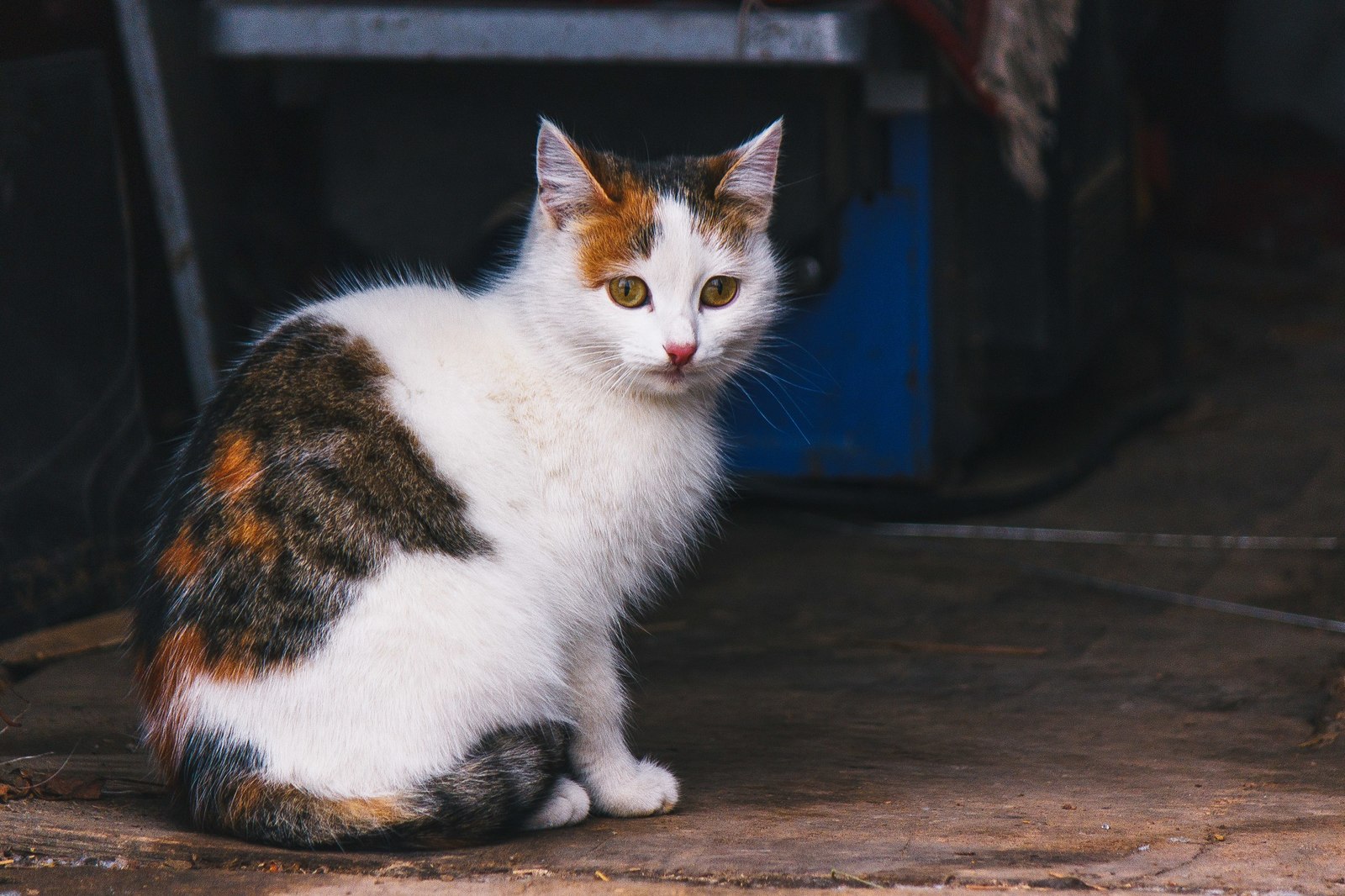 street - My, cat, The photo, Nikon, Canon, Longpost