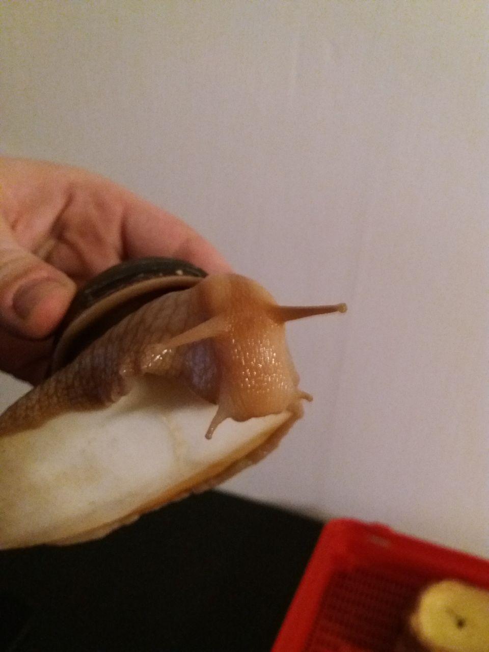 Snail Bacardi - My, , Achatina, Pets, Longpost