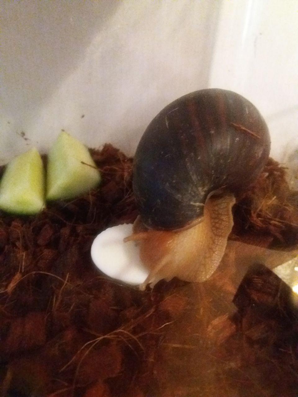 Snail Bacardi - My, , Achatina, Pets, Longpost