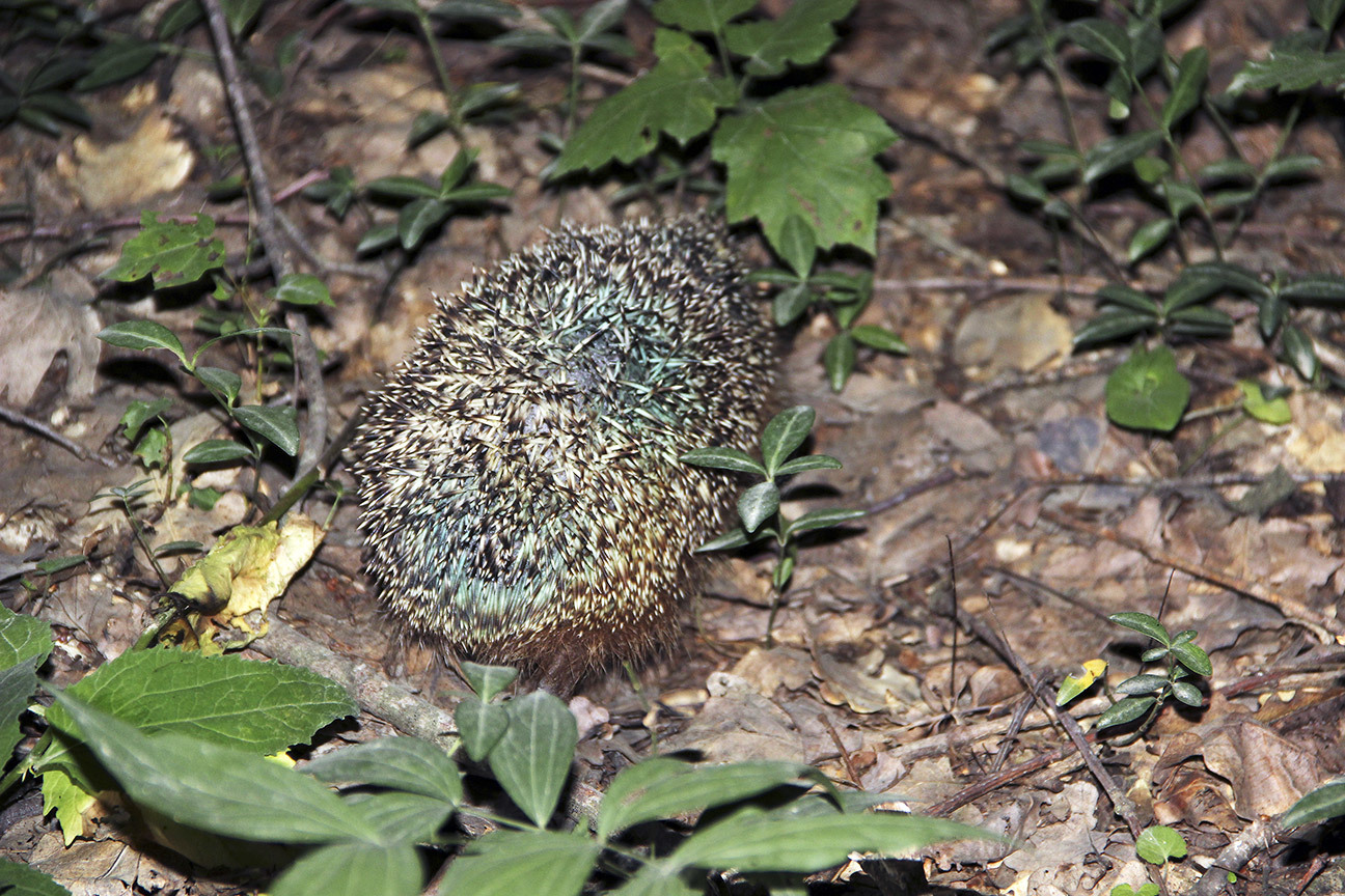 Save Private Hedgehog... - My, Hedgehog, , Animal Rescue, Animals, Longpost