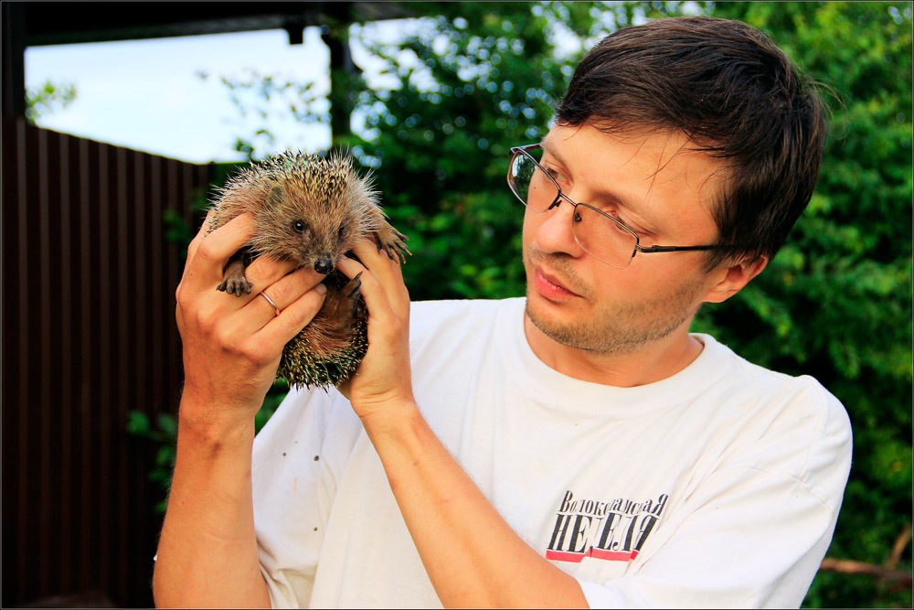 Save Private Hedgehog... - My, Hedgehog, , Animal Rescue, Animals, Longpost