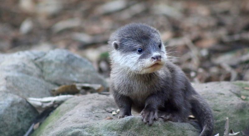 cute otters - Otters, Milota, Longpost