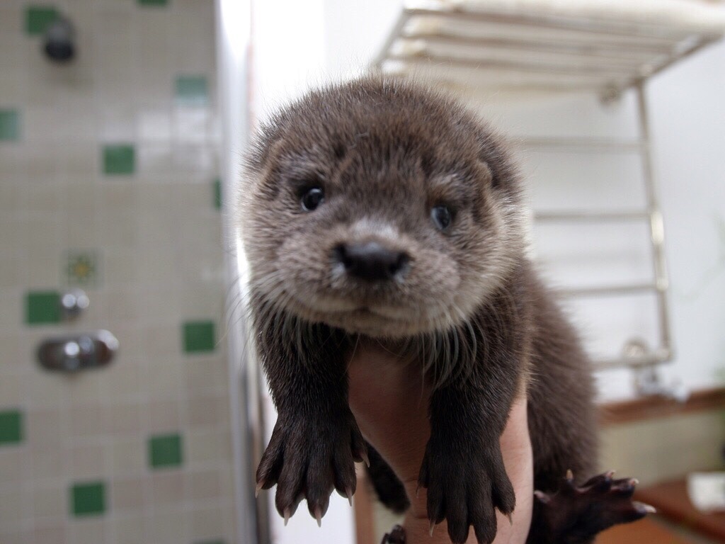 cute otters - Otters, Milota, Longpost