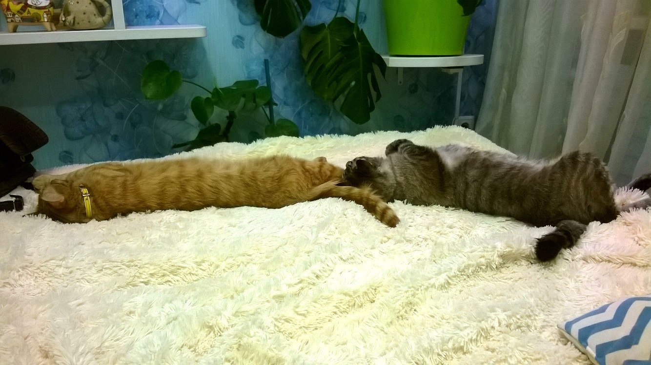 Synchronized sleeping. - cat, Муха, , Dream, Hair