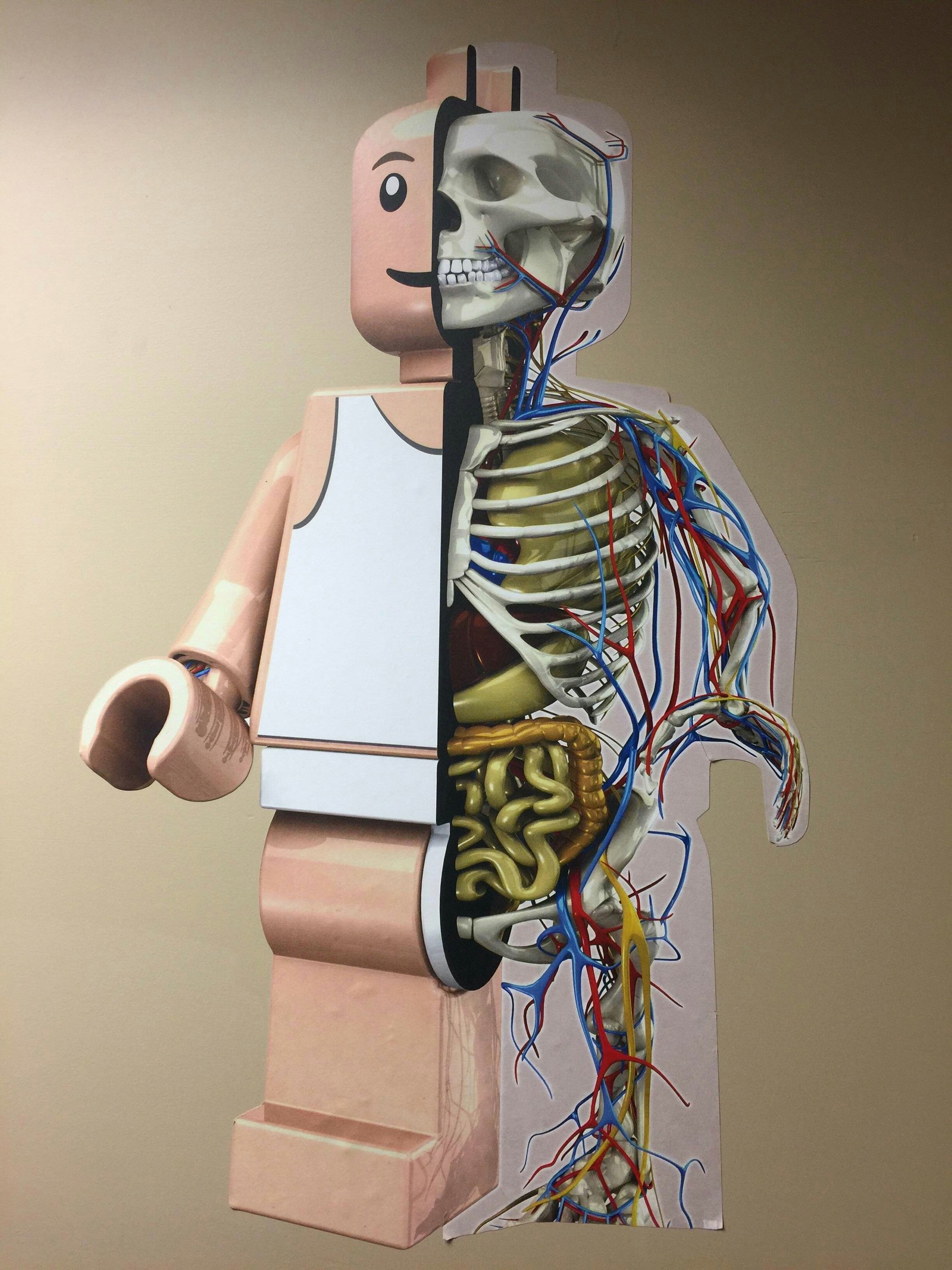 Lego man anatomy. - Lego, Anatomy, The science