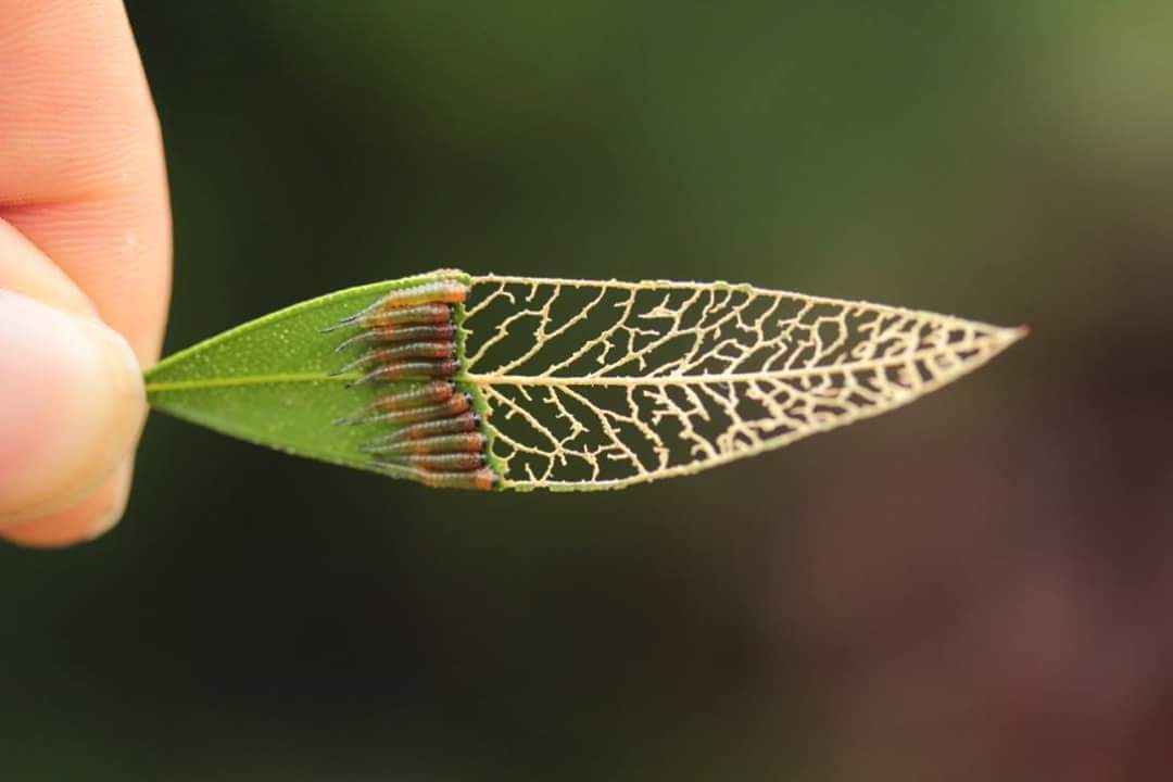 Leaf-eating caterpillars - Leaves, Caterpillar, Reddit