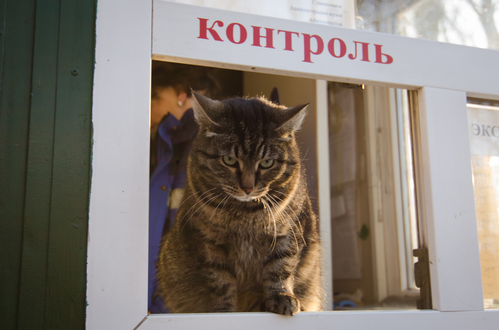 controller - My, Saint Petersburg, cat, Travels, Animals, Museum, Work, sights, Tourism