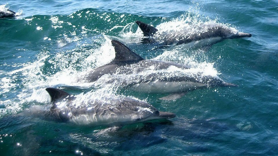 Something made six hundred dolphins gather in one place. - Dolphin, Scientists