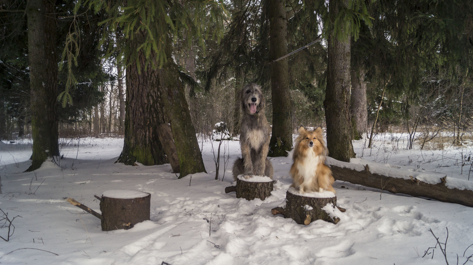 Irish wolfhound and sheltie. - My, Irish wolfhound, Sheltie, Dog, Forest, Winter, Longpost