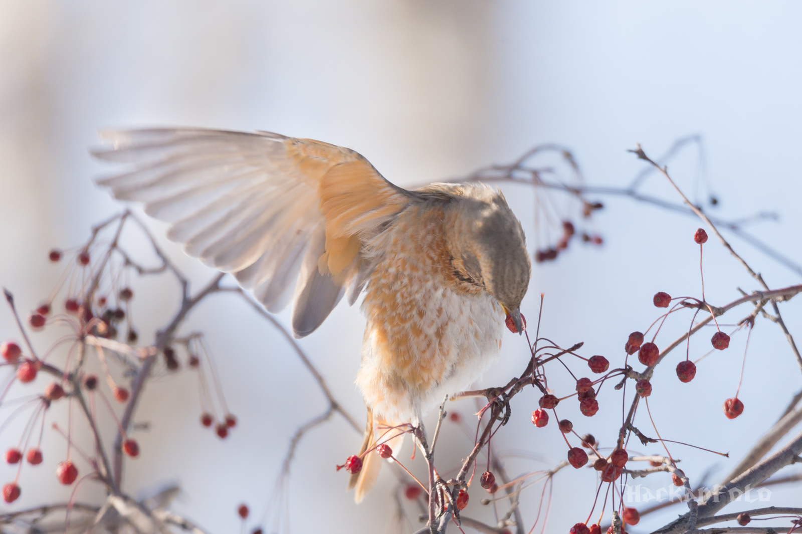 Tell me, what is this thrush? - My, Thrush, Birds, Khabarovsk, Definition, Longpost