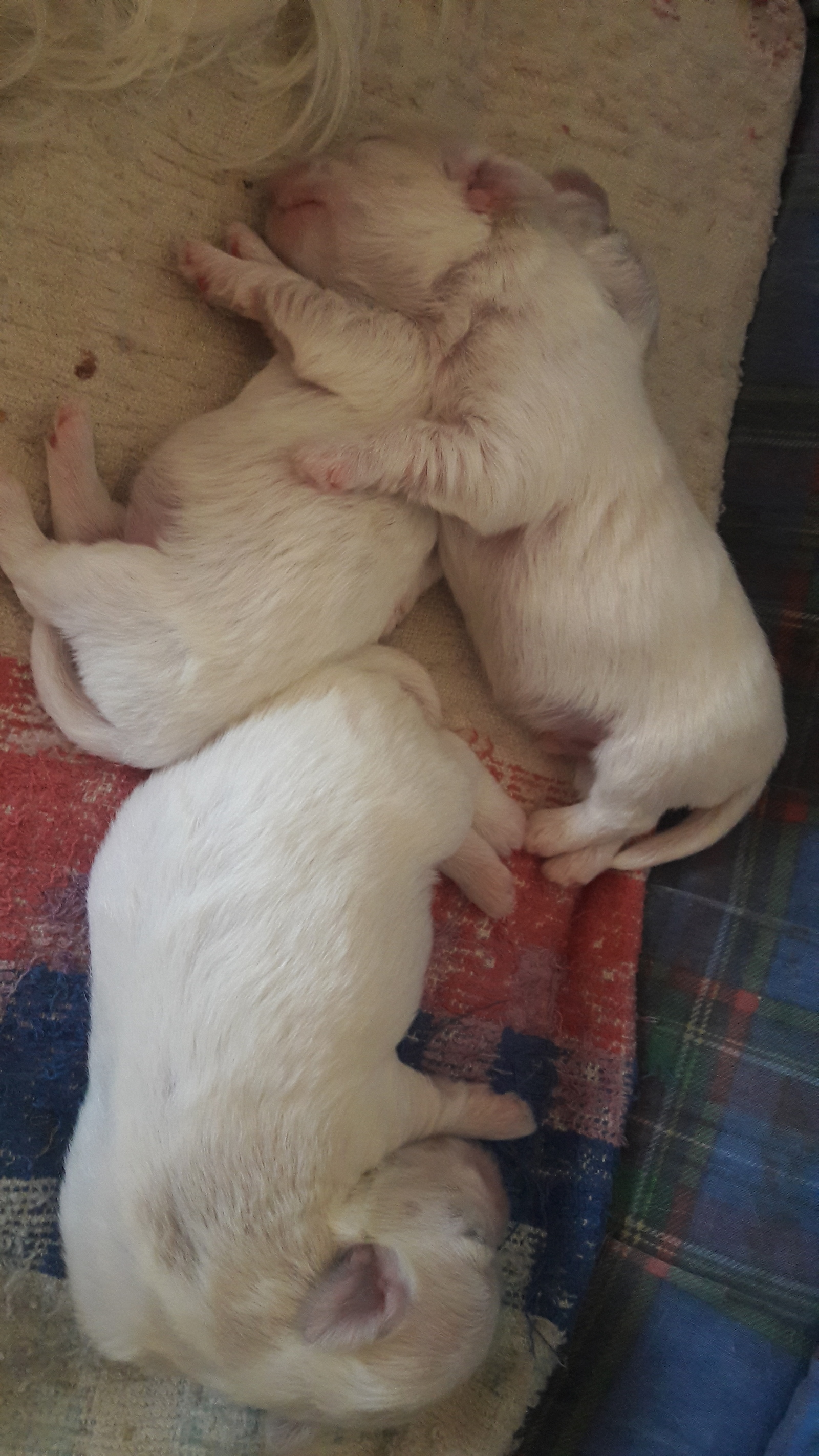 Sleepy puppies or when you sleep, you grow faster - My, Puppies, Milota, Dog, Maltese, Longpost