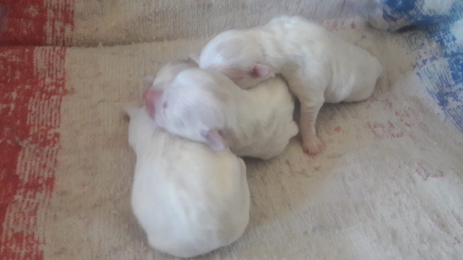 Sleepy puppies or when you sleep, you grow faster - My, Puppies, Milota, Dog, Maltese, Longpost