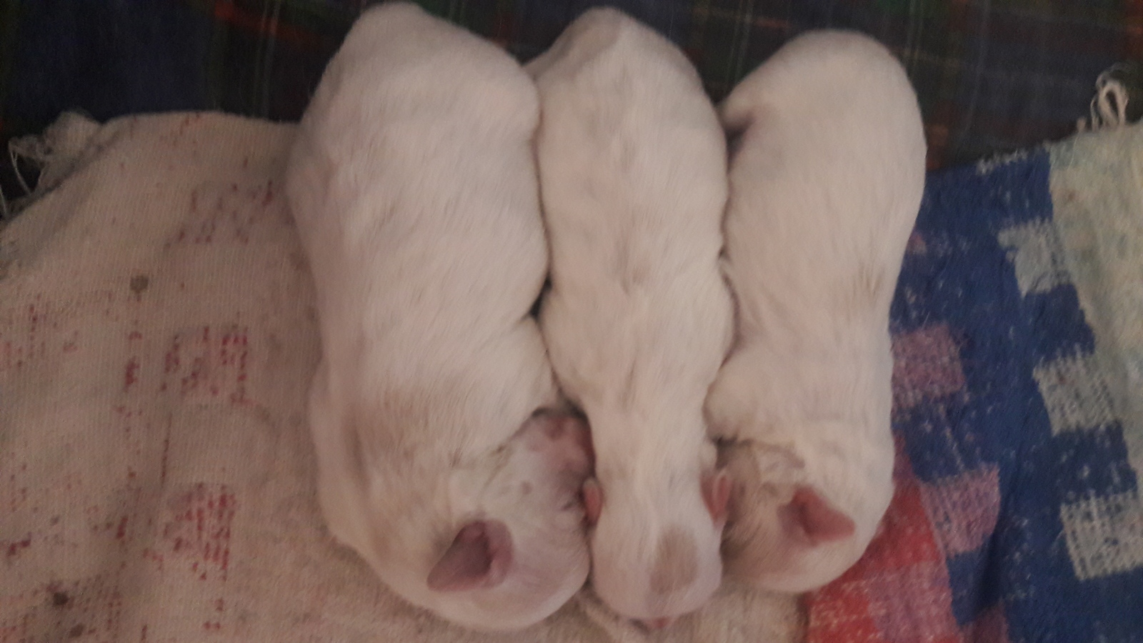 Sleepy puppies or when you sleep, you grow faster - My, Puppies, Milota, Dog, Maltese, Longpost