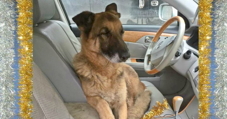 On the highway, a shepherd was maneuvering among the cars. The volunteer called out to her “close!” - and I realized that the dog is not at all simple! + UPDATE - Volunteering, Kindness, Dog, Sheepdog, The rescue, Animals, Longpost, In good hands